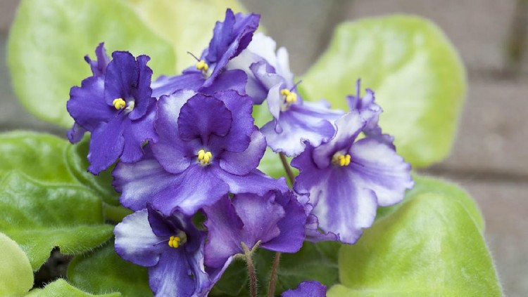A group of african violet flowers.