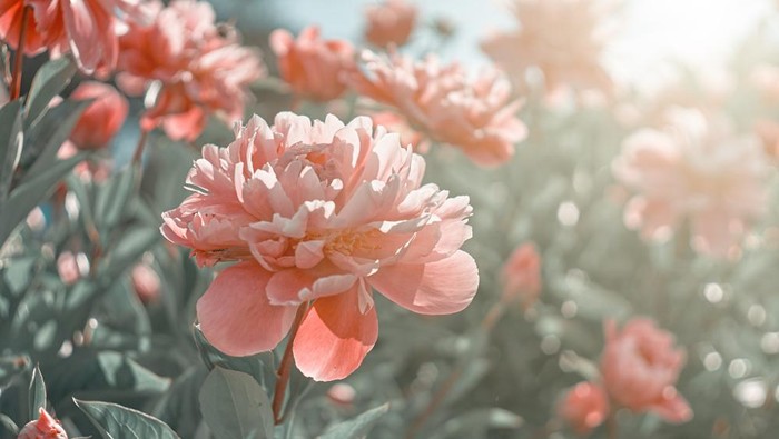 bunga peony