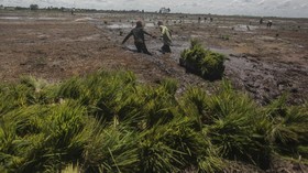 FOTO: Perkembangan Food Estate Jokowi di Kalimantan Tengah