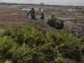 FOTO: Perkembangan Food Estate Jokowi di Kalimantan Tengah