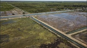 Greenpeace Sebut Food Estate Rusak Hutan Besar-besaran