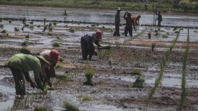BPS mencatat nilai tukar petani (NTP) nasional sebesar 106,67 per Oktober 2021. Angkanya naik 0,97 persen dari posisi September 2021 sebesar 105,68.