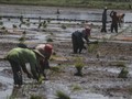 Kesejahteraan Petani RI Jauh di Bawah China dan Thailand