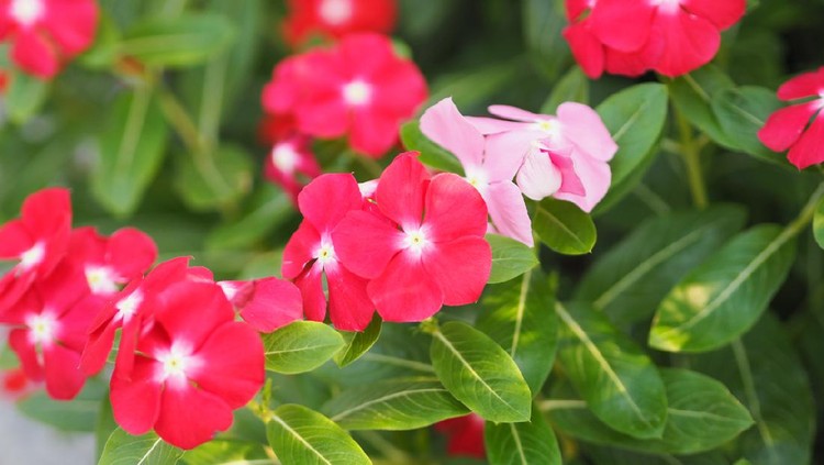 Common name West Indian periwinkle, Madagascar periwinkle, Bringht eye, Indian periwinkle, Cape periwinkle, Pinkle-pinkle, Pink periwinkle, Vinca, Cayenne jasmine, Rose periwinkle, Old maid Scientific name Catharanthus roseus flower have pink and red color environment nature background