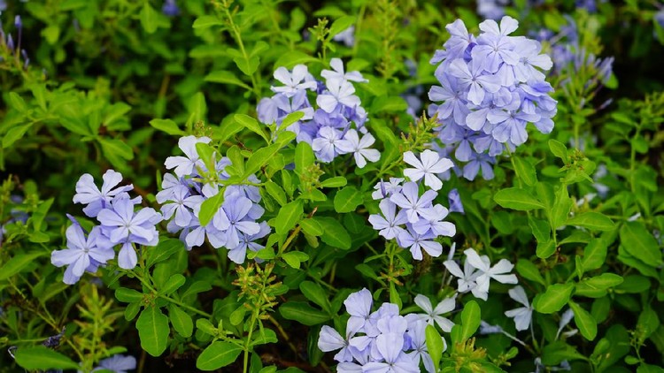 Plumbago, Blossom, Flower, Flower Head, Flowerbed
