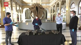 VIDEO: Ilmuan CIli Temukan Spesies Baru Dinosaurus