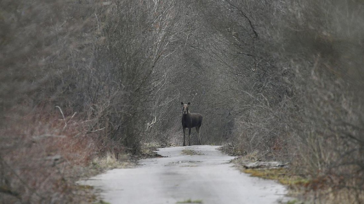 FOTO: Suram di Pripyat, Kota yang Dibunuh Chernobyl