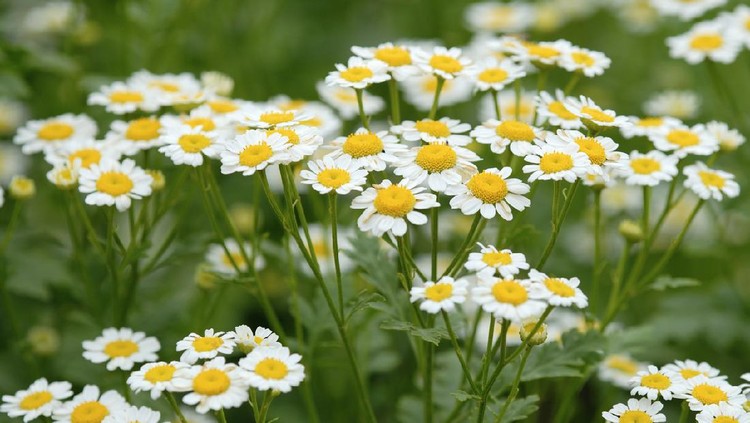 Chamomile White chamomile in blossom