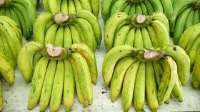 Jalan Terjal Pisang Super Ber-vitamin A untuk Anak-anak Uganda