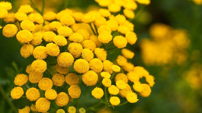 Summer background with yellow circular flowers of tansy.