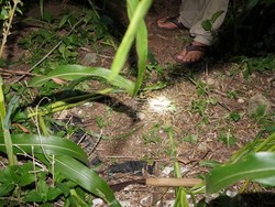 Pemuda Blitar Ditemukan Tewas di Ladang, Tak Ada Luka Bekas Kekerasan