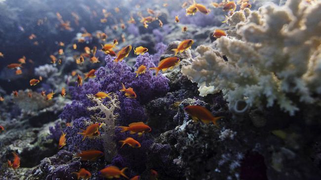 Tema hingga Cara Donasi untuk Hari Laut Sedunia 2021 Ada banyak cara untuk menjaga lautan, mulai dari menghemat penggunaan plastik sampai berdonasi.