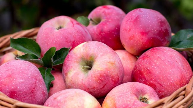 Konsumsi sebutir apel dalam sehari mampu mendatangkan aneka manfaat sebagai berikut.