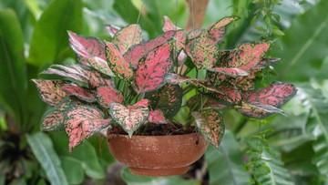 MEDIA TANAM AGLAONEMA