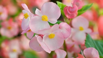 CARA MERAWAT TANAMAN HIAS BEGONIA LAINNYA