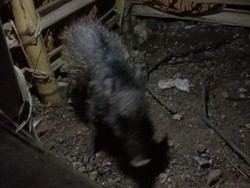 Bangkai Babi Ngepet di Depok Mau Dipindah Warga Jika Berubah Jadi Manusia