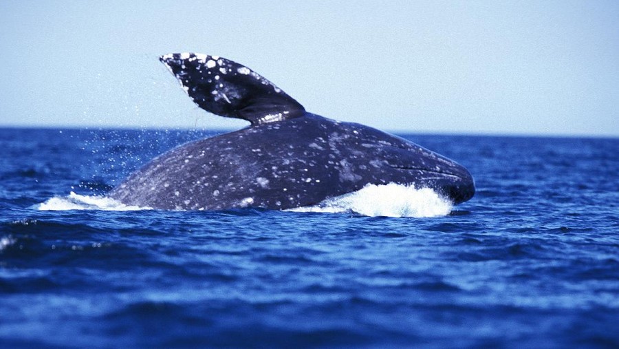 Gray Whale
