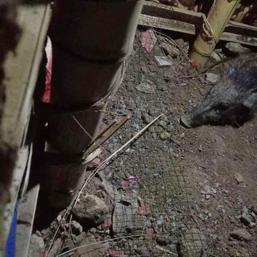 Warga Depok Bunuh Hewan yang Diduga Babi Ngepet karena Ukuran Menyusut