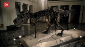VIDEO: Studi Sebut T-Rex Ternyata Berjalan Sangat Lambat