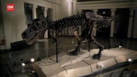 VIDEO: Studi Sebut T-Rex Ternyata Berjalan Sangat Lambat