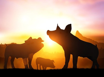Viral Babi Ngepet Ditangkap di Depok, Simak Fakta Ilmiahnya Bun