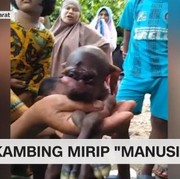 Berita Harian Bayi Kambing Mirip Manusia - CNN Indonesia