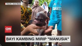 VIDEO: Bayi Kambing Mirip 
