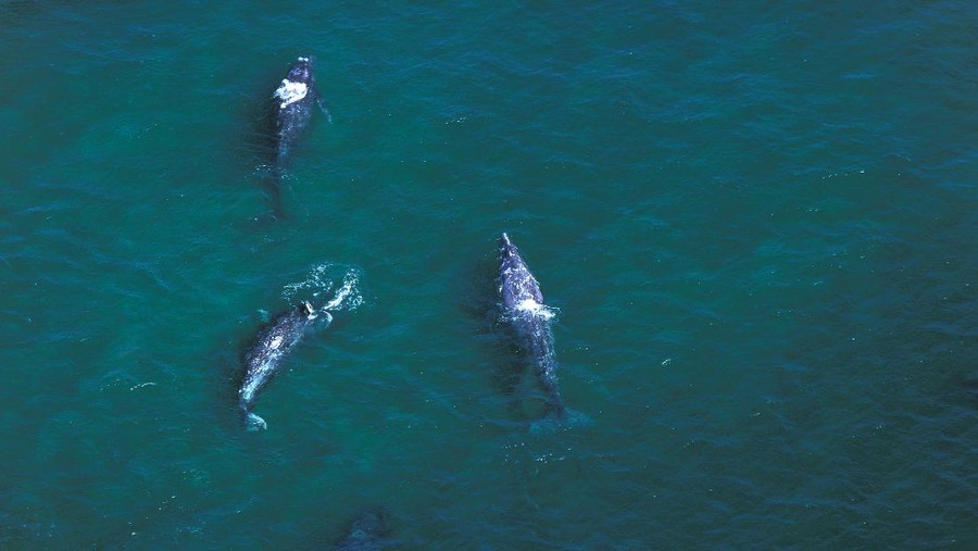 Gray whale, paus abu-abu Gray whale, paus abu-abu di Baja California, Mexico