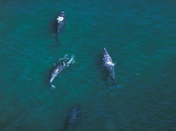 Kenalan dengan Paus Abu-abu, Rajanya Migrasi Megafauna Laut