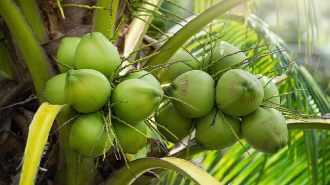 Perhatikan Warna Kulit Kelapa Muda 
