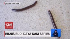 VIDEO: Bisnis Budi Daya Kaki Seribu