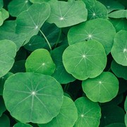 Tumbuh liar, Centella Asiatica Punya Banyak Manfaat untuk Kulit