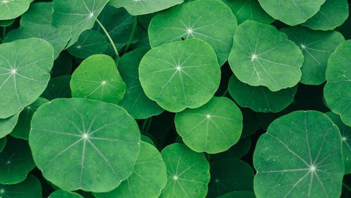 Kupas Tuntas si Centella Asiatica, Bahan Skincare untuk Meredakan Jerawat Membandel Kupas Tuntas si Centella Asiatica, Bahan Skincare untuk Meredakan Jerawat Membandel