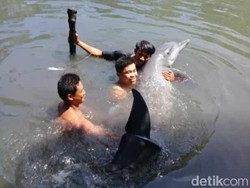 Kala Lumba-lumba Terjebak di Empang Warga
