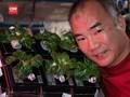 VIDEO: Astronaut Nasa Berhasil Panen Sayuran di ISS