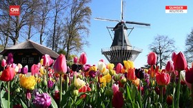 VIDEO: Bunga Tulip Keukenhof Mekar di Tengah Pandemi