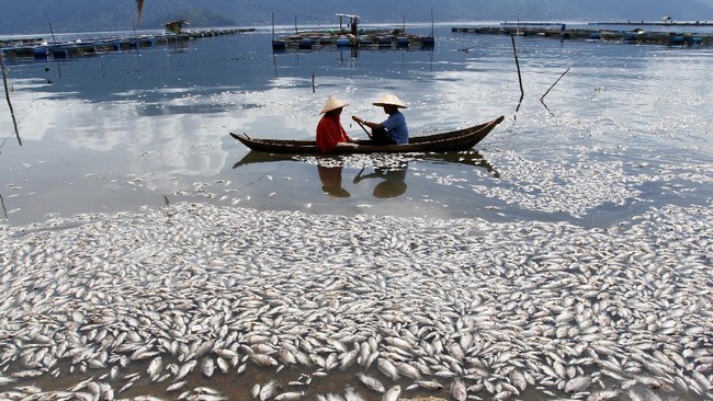 Sekitar 200 ton di Danau Maninjau, Sumatra Barat, mati mendadak akibat angin kencang dan curah hujan tinggi yang melanda daerah itu sejak Senin (6/12) lalu.
