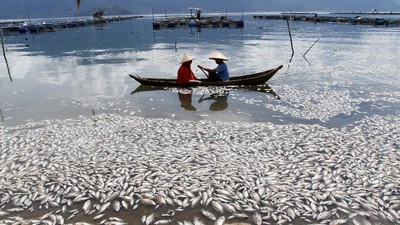 200 Ton Ikan di Danau Maninjau Mati Mendadak akibat Angin Kencang