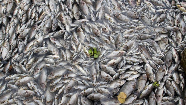 Secara mendasar, kematian ikan merupakan dampak dari menipisnya kandungan oksigen di dalam air.