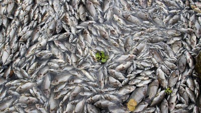 Ulasan Sains Sebab Kematian Massal Ikan di Danau Maninjau