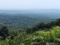 Proyek Silicon Valley Bukit Algoritma Sudah Dilaporkan ke Jokowi