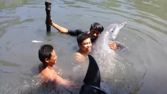 Seekor lumba-lumba ditemukan berada di sebuah empang di Maros, Sulawesi Selatan, sang pemilik kaget karena jarak laut dengan empang kira-kira 5 km.