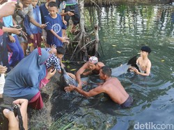 Lumba-lumba Terjebak di Empang Warga di Maros Sulsel Dievakuasi ke Laut