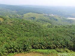 Apa Kabar Proyek Silicon Valley Bukit Algoritma Besutan Budiman Sudjatmiko?