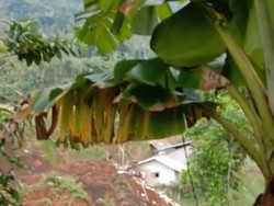 Longsor Terjang Rumah di Ciambar Sukabumi, Penghuni Dikabarkan Tertimbun