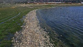 FOTO: Puluhan Ton Ikan Mati di Tepi Danau Lebanon