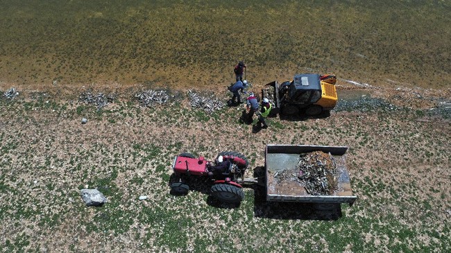 FOTO: Puluhan Ton Ikan Mati di Tepi Danau Lebanon