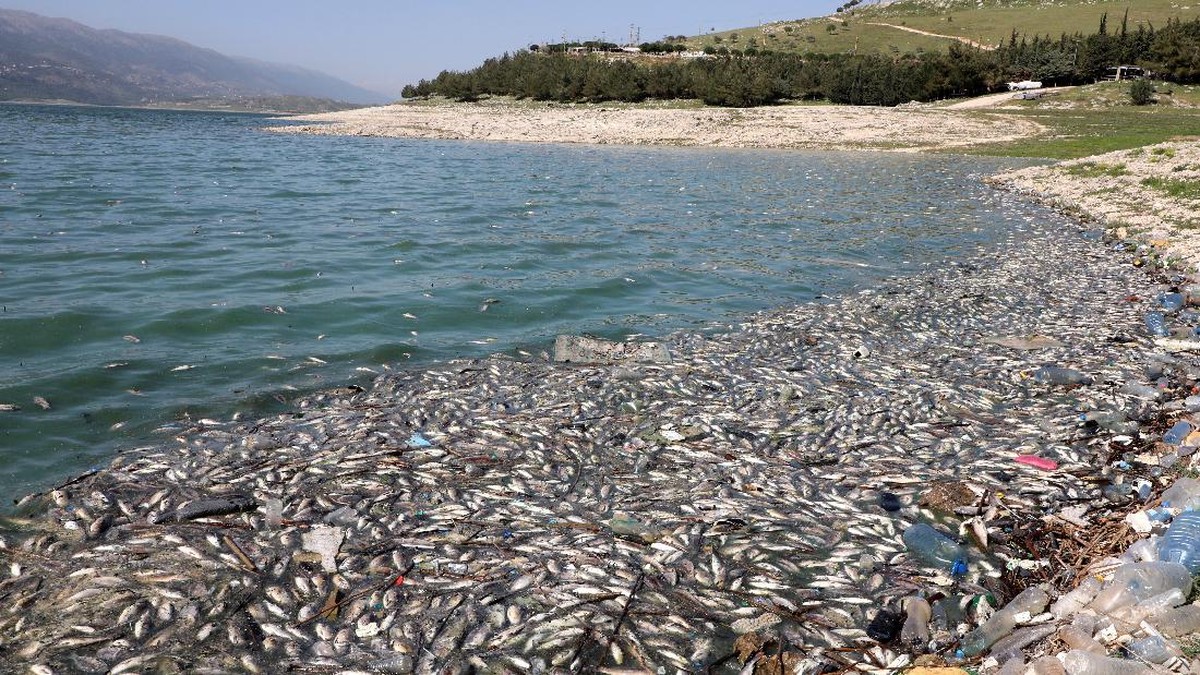 FOTO: Puluhan Ton Ikan Mati di Tepi Danau Lebanon