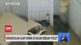 VIDEO: Kemunculan Ular Kobra di Dalam Sebuah Toilet