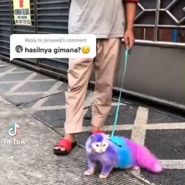 Viral Kucing Diberi Pewarna Bulu, Netizen Meradang